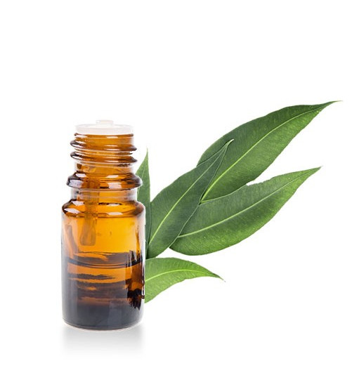 eucalyptus - huile essentielle - 10ml